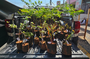 Distribuição de mudas marca celebração do Dia da Árvore