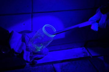 Equipe de controle de zoonoses “caça” escorpiões no Cemitério da Saudade