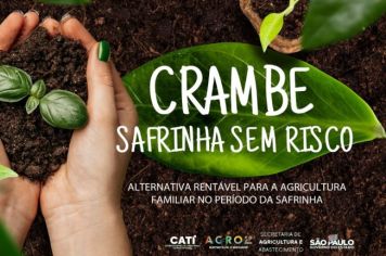 Palestra sobre cultivo do crambe acontece nesta quarta em Tupã