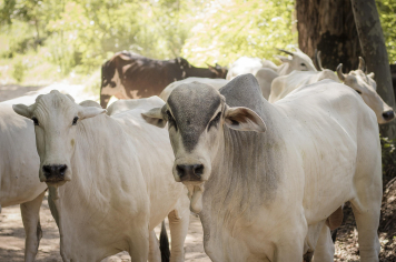 Dia do Pecuarista: Prefeitura dá apoio e incentiva ações no setor
