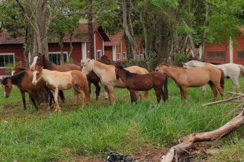 Meio Ambiente recolhe mais nove cavalos soltos em vias públicas