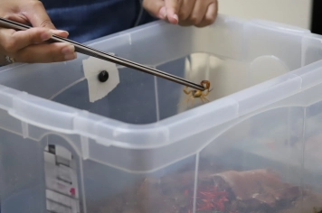 Escorpiões: população deve redobrar cuidado no período chuvoso