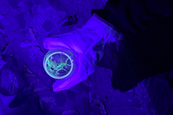 Plano municipal de combate a escorpiões vai ser apresentado nesta sexta-feira