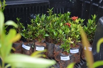 Prefeitura comemora hoje Dia do Meio Ambiente com distribuição de mudas