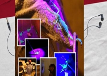 Fala;* Tupa! apresenta a rotina de captura noturna de escorpiões