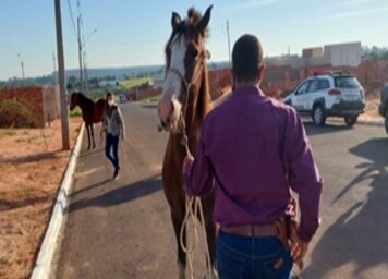 Passa a vigorar lei em Tupã contra abandono e maus-tratos de animais