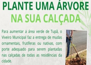 População pode solicitar muda com porte adequado para plantio em calçadas