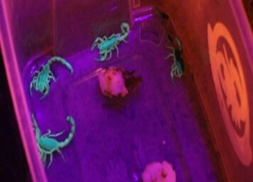 CCZ alerta a população sobre a época de reprodução dos escorpiões