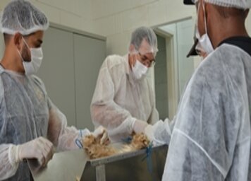 Agendamento para castração gratuita de cães e gatos continua em Tupã