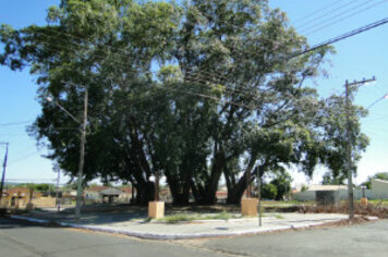 Prefeitura inaugura no próximo mês Praça das Figueiras totalmente reformada