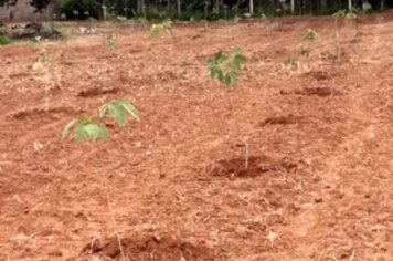 Secretaria plantará mais de mil mudas nativas em Varpa neste sábado