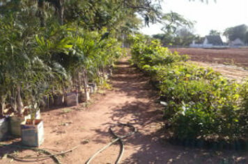 Viveiro municipal de Tupã possui mudas de árvores;* plantas ornamentais e eucalipto para doação