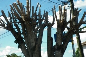 Prefeitura realiza fiscalização para coibir podas drásticas de árvores