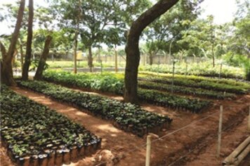 Viveiro Municipal produz grande variedade de mudas para distribuição