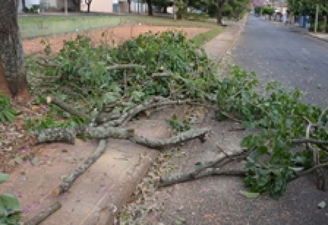 Meio Ambiente convoca podadores de árvores para reunião presencial