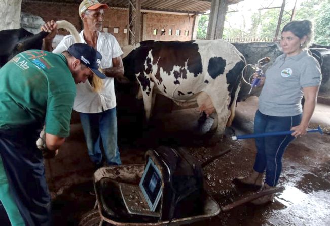 Tupã iniciou o melhoramento genético em rebanho da agricultura familiar