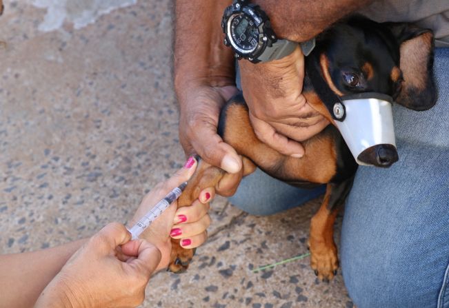 Saúde inicia censitário canino na zona sul para identificação de leishmaniose em cães