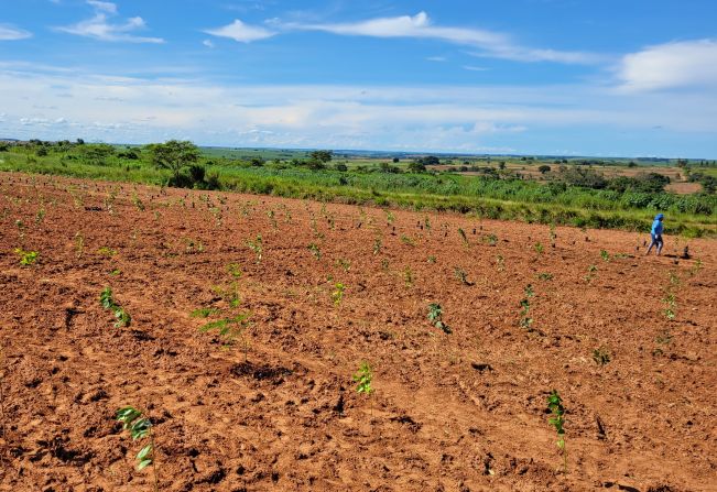 Chuvas contribuem para a plantação de mudas neste início de ano 