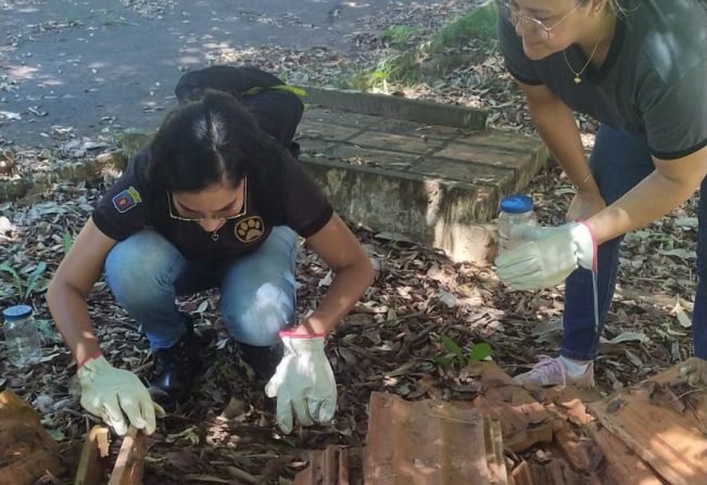 CCZ realiza captura de escorpiões em lugares estratégicos