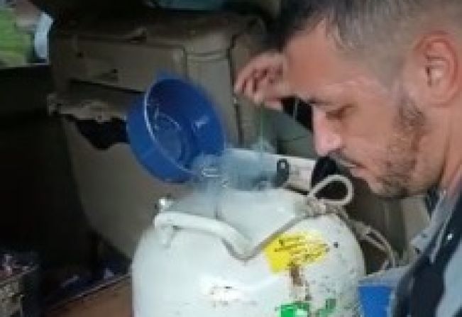 Pecuária Brasil disponibiliza mais 100 doses para inseminação artificial 