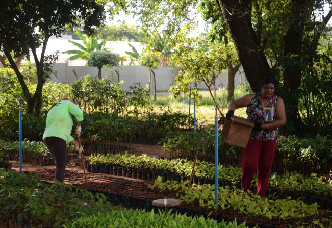 Viveiro oferece mudas gratuitas para população e pela arborização da cidade