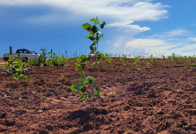 Semana do Meio Ambiente terá palestras para alunos da rede municipal