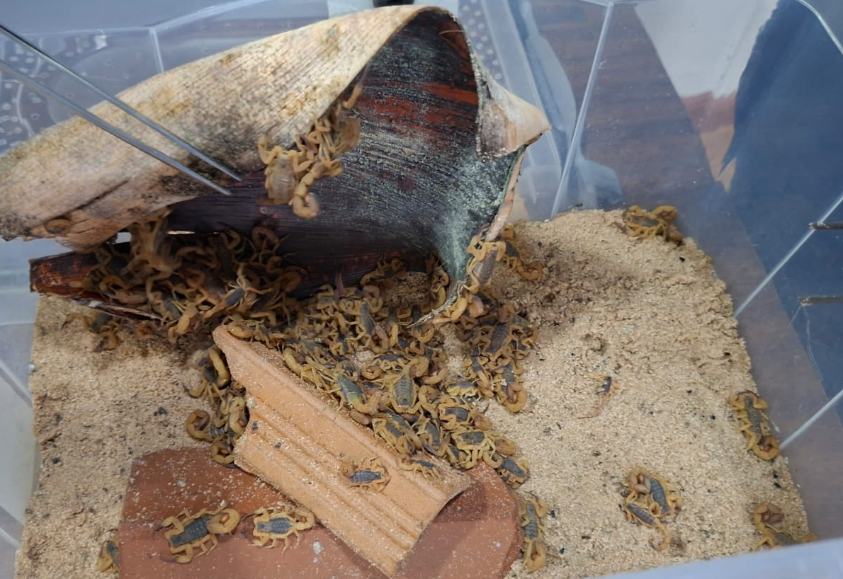 Setor de Zoonoses apresenta plano de combate a escorpiões