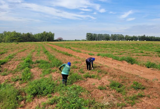 Meio Ambiente finaliza o plantio de 12 mil mudas no Dom Quixote