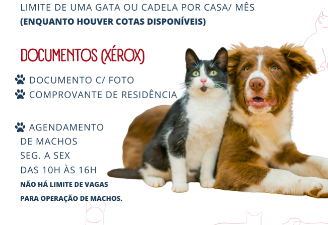 Zoonoses abre novas vagas para castração de gatas e cadelas nesta segunda-feira