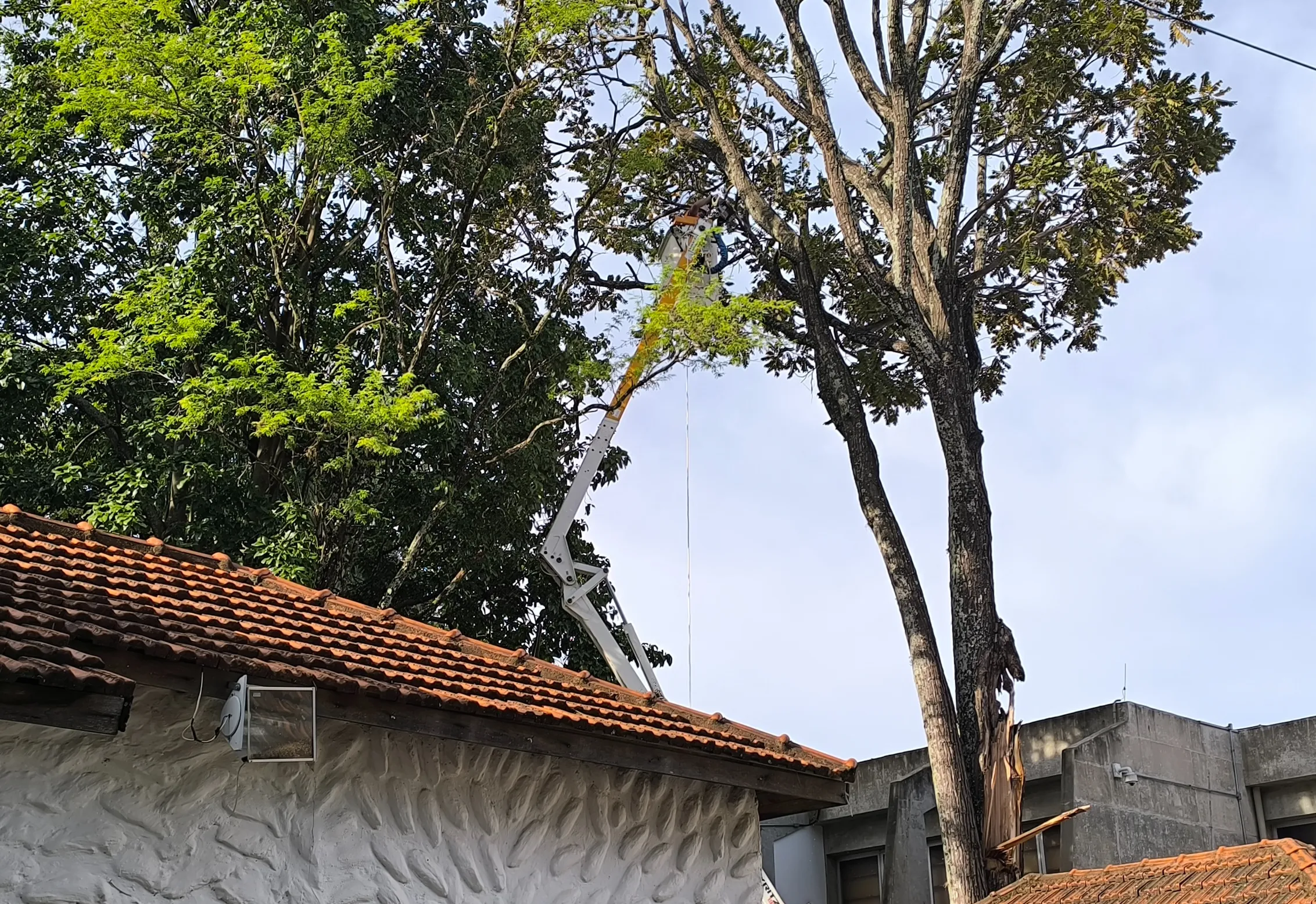 Prefeitura inicia retirada de árvores no Solar Luiz de Souza Leão