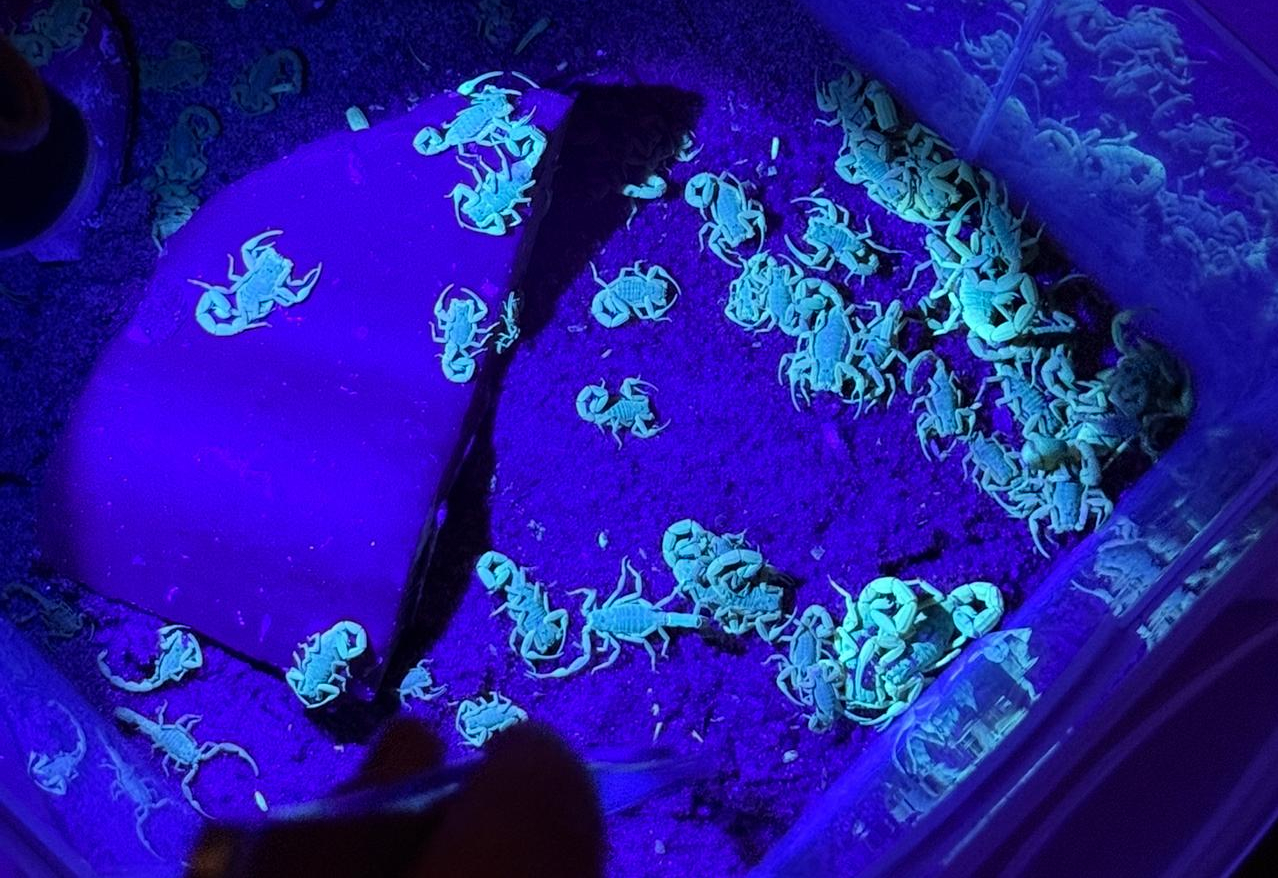 Centro de Controle de Zoonoses doa 420 escorpiões ao Instituto Butantã 