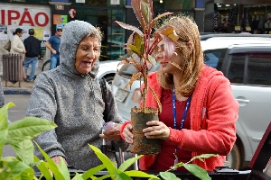 Plantio de árvores pode ser opção para amenizar altas temperaturas