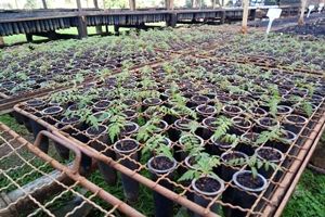 Viveiro Municipal distribui grande variedade de mudas para população