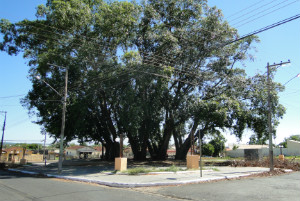 Prefeitura inaugura no próximo mês Praça das Figueiras totalmente reformada