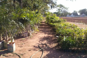 Viveiro municipal de Tupã possui mudas de árvores;* plantas ornamentais e eucalipto para doação
