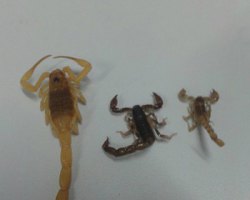 Santa Casa deve ser primeira opção de socorro em caso de picada de escorpião