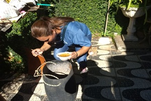 Prevenção continua sendo a principal forma de combate ao mosquito Aedes aegypti