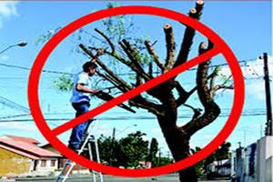 Secretaria intensifica fiscalização e reforça necessidade de autorização para poda de árvores