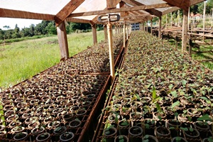 Viveiro Municipal disponibiliza mais de duas mil mudas de eucalipto